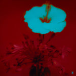 Album Cover of John Beltran - Sunrise And The Life We Live Vinyl 2LP on Music For Dreams