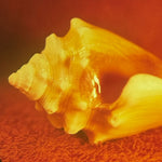 Allah-Las - Sirenas Vinyl LP album cover