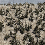 Gregory Uhlmann - Extra Stars (Star Dust Vinyl) Vinyl LP album cover