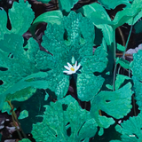 Early Fern - Wetland Interiors Vinyl LP album cover