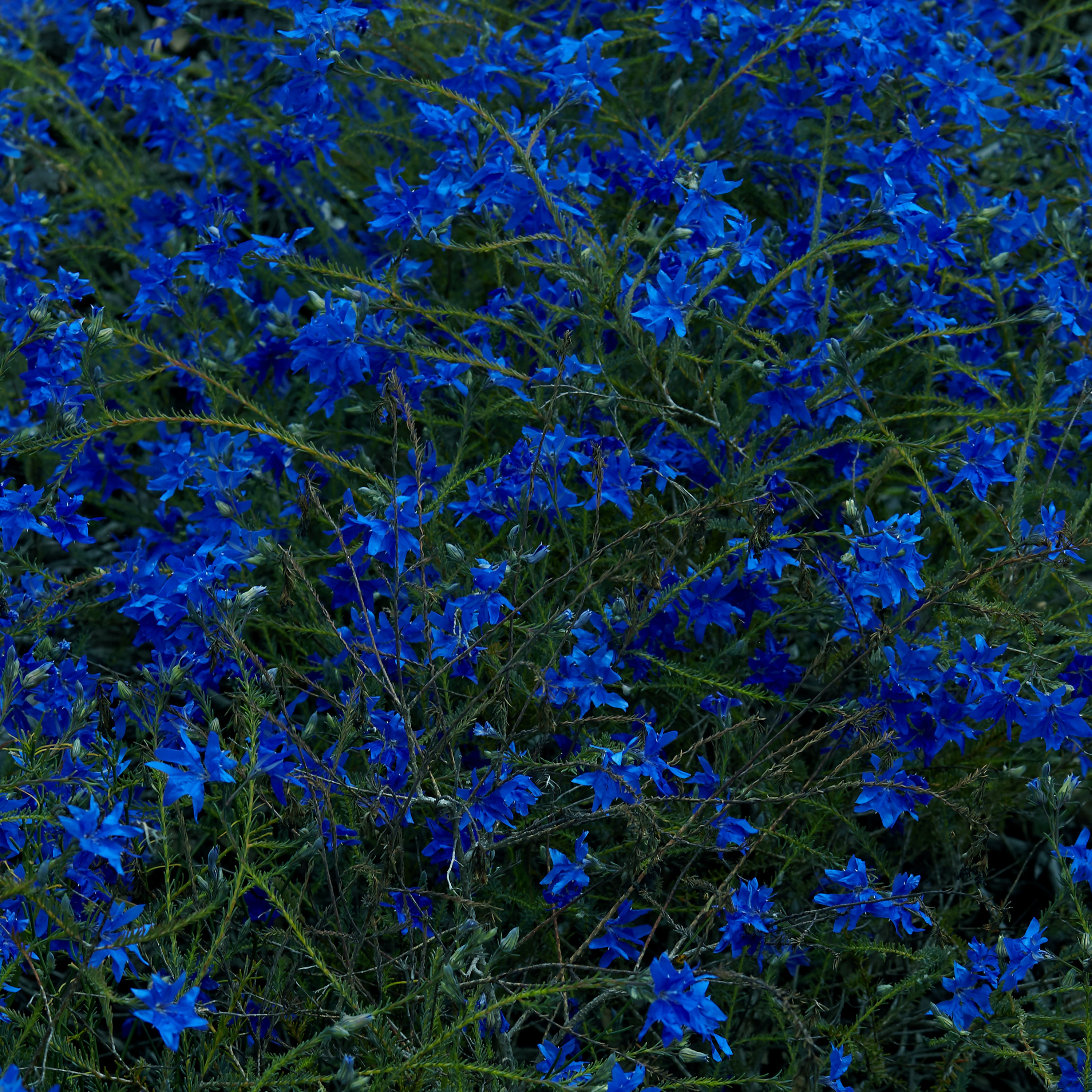 Jefre Cantu-Ledesma - Gift Songs Vinyl LP album cover